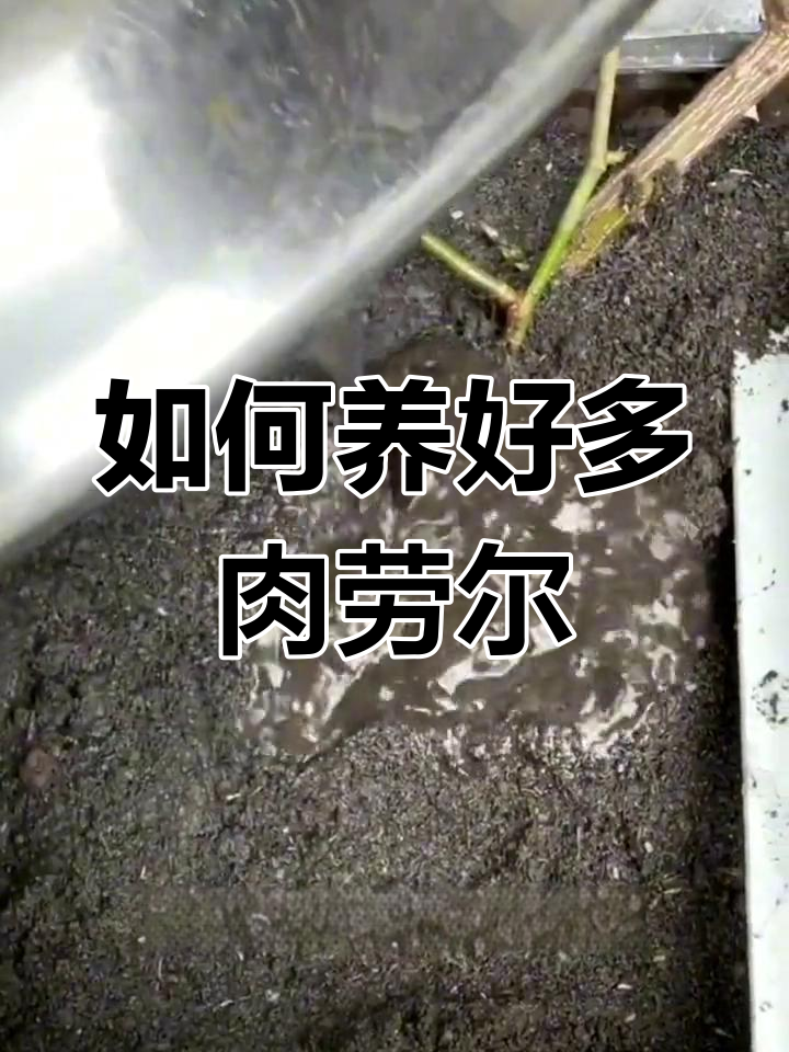 劳尔多肉养护全攻略:光照、浇水与休眠期管理