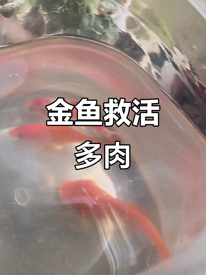 养金鱼让多肉更长寿,浇水不再死