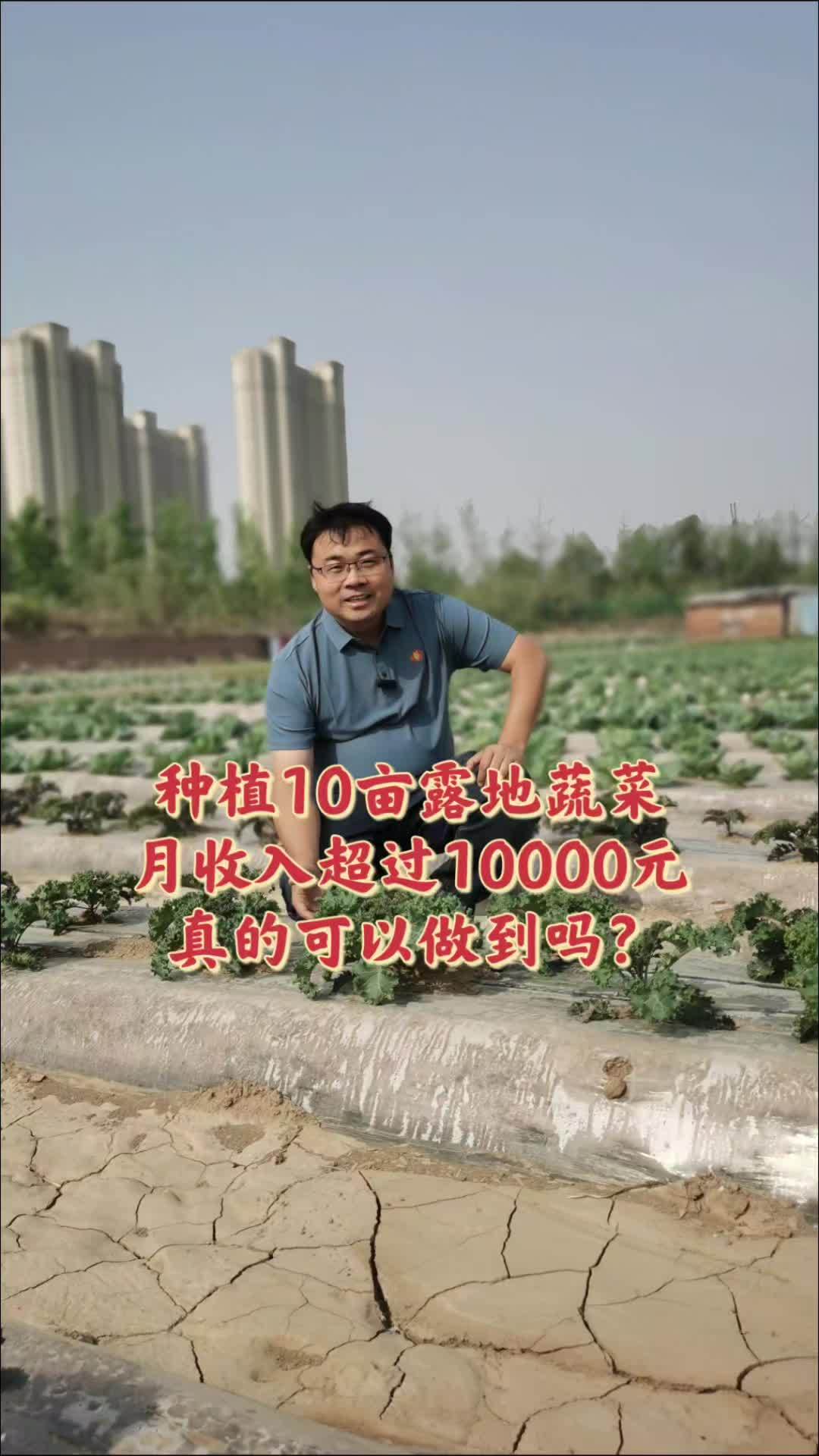 2025年种植10亩露地蔬菜能不能实现月收入超过1万元?三农 农业种植 农业行情