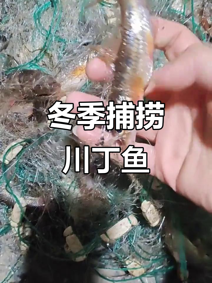 松花江冬捕大丰收，川丁鱼满网皆是