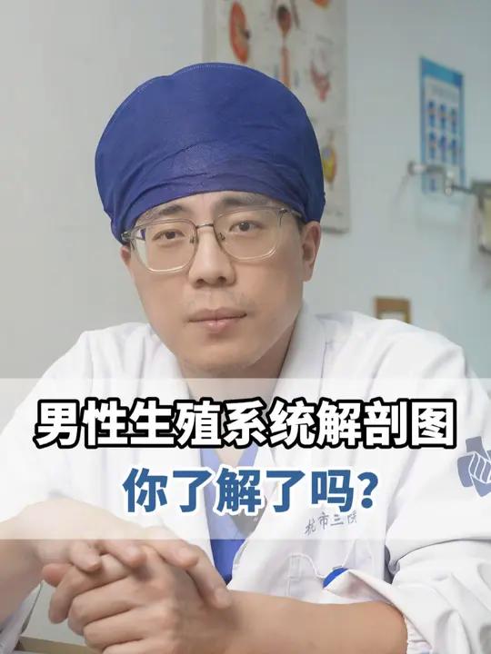 男性生殖系统解剖图,你了解了吗?男性健康