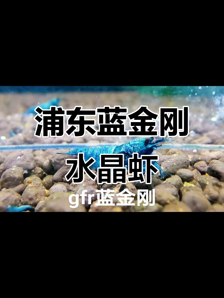 上海浦东水晶虾缸,蓝金刚来袭!