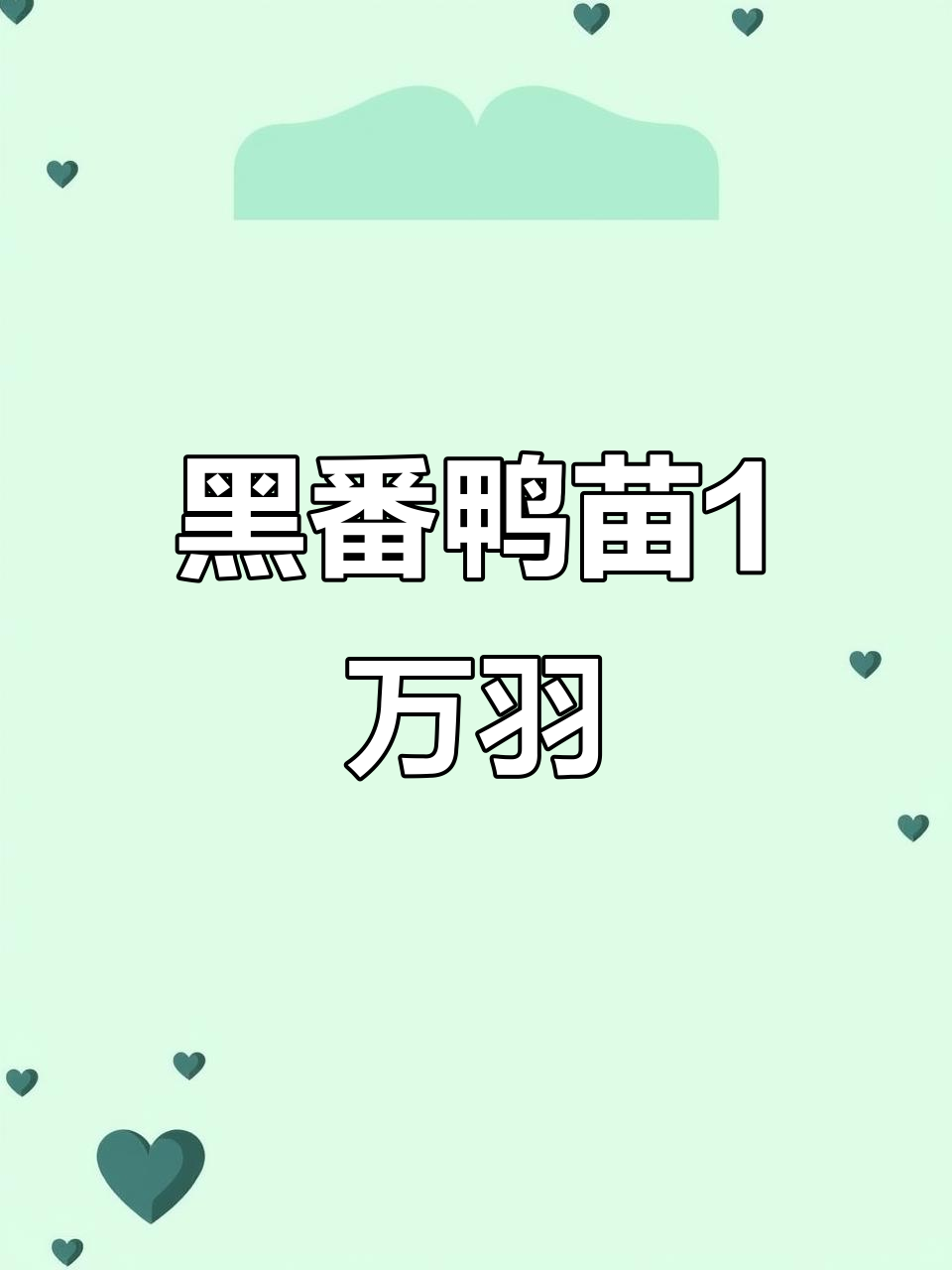 10,000羽黑番鸭苗排苗,等你来领!