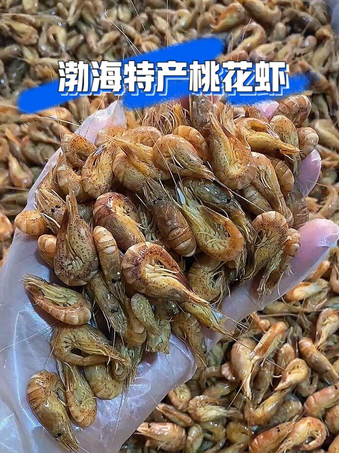 莱州三山岛桃花虾,质量没得说!