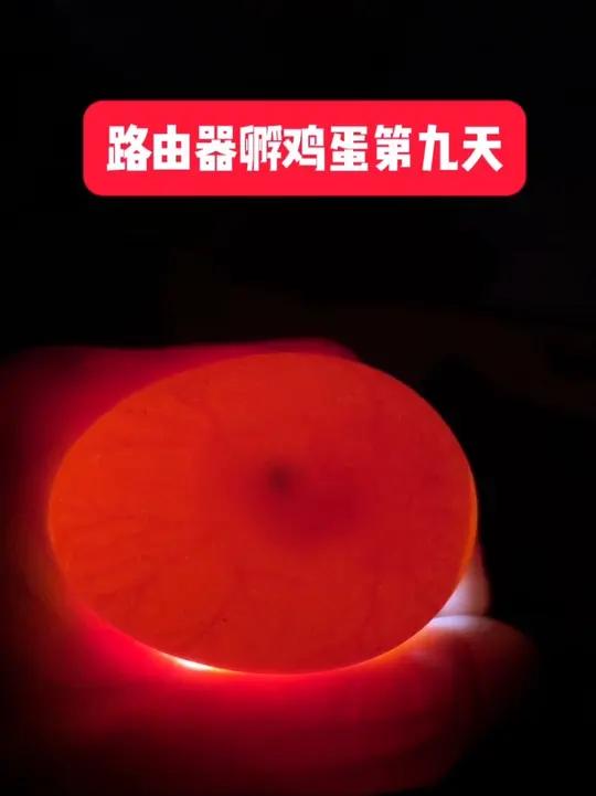 路由器孵小鸡第九天,一切正常,能明显的看到小鸡成型了并且在动,喜欢的朋友一起尝试一下吧 