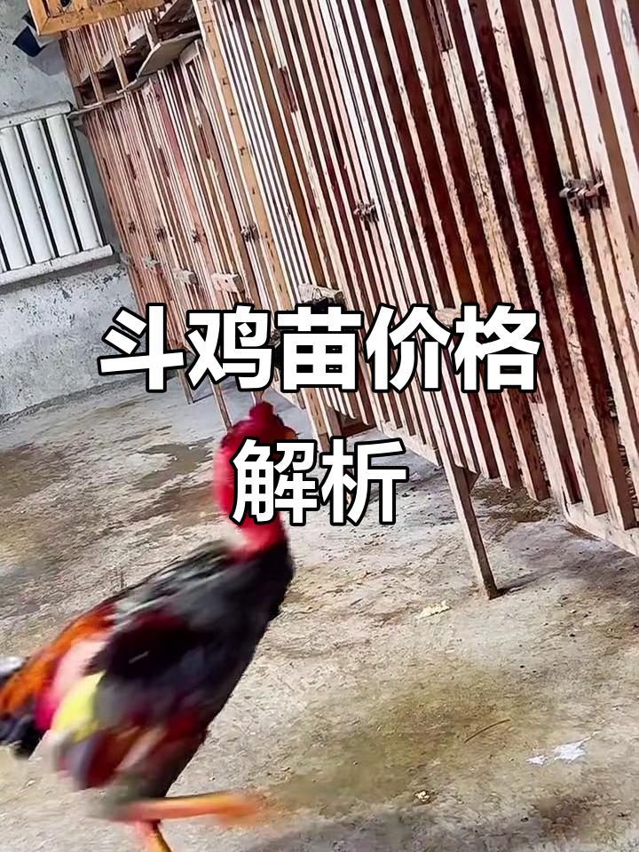 斗鸡苗价格大揭秘，困了也不忘分享！