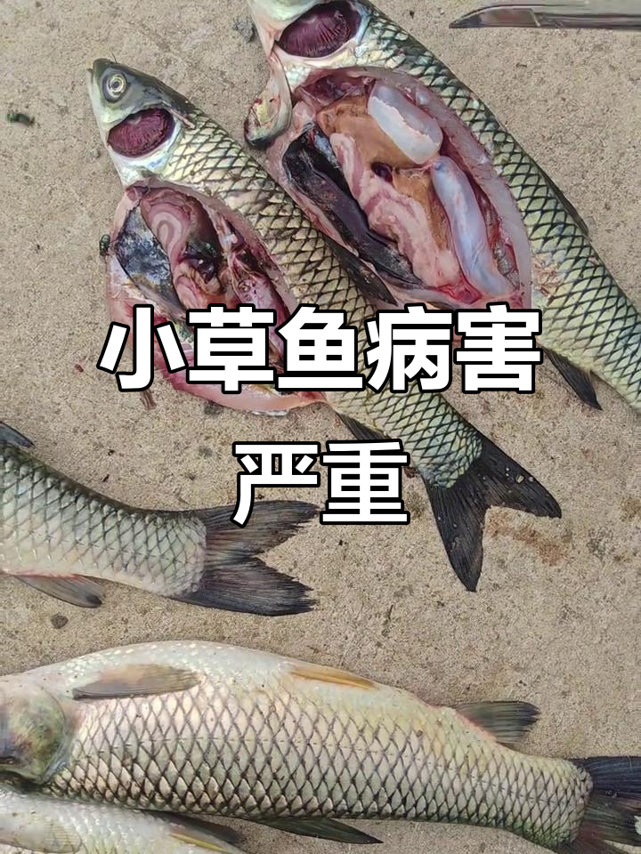 小草鱼细菌性烂鳃病爆发,养殖人辛酸记录