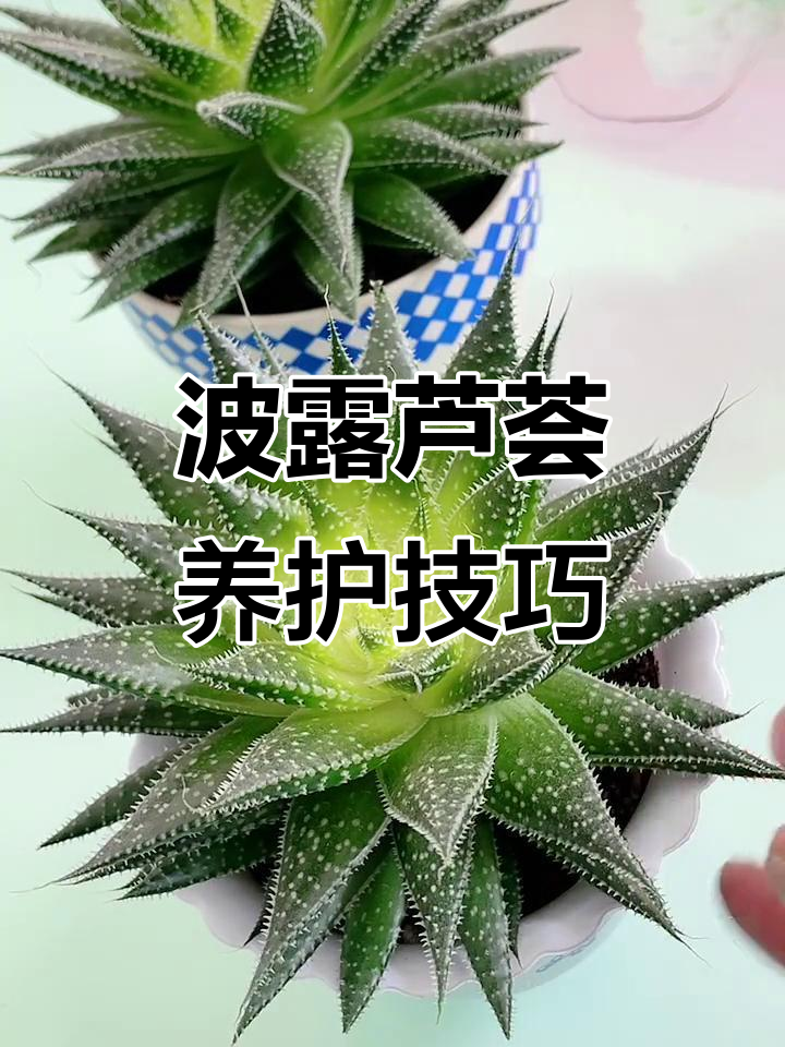 波露芦荟:美丽又耐养的绿植,叶片带刺却不扎手
