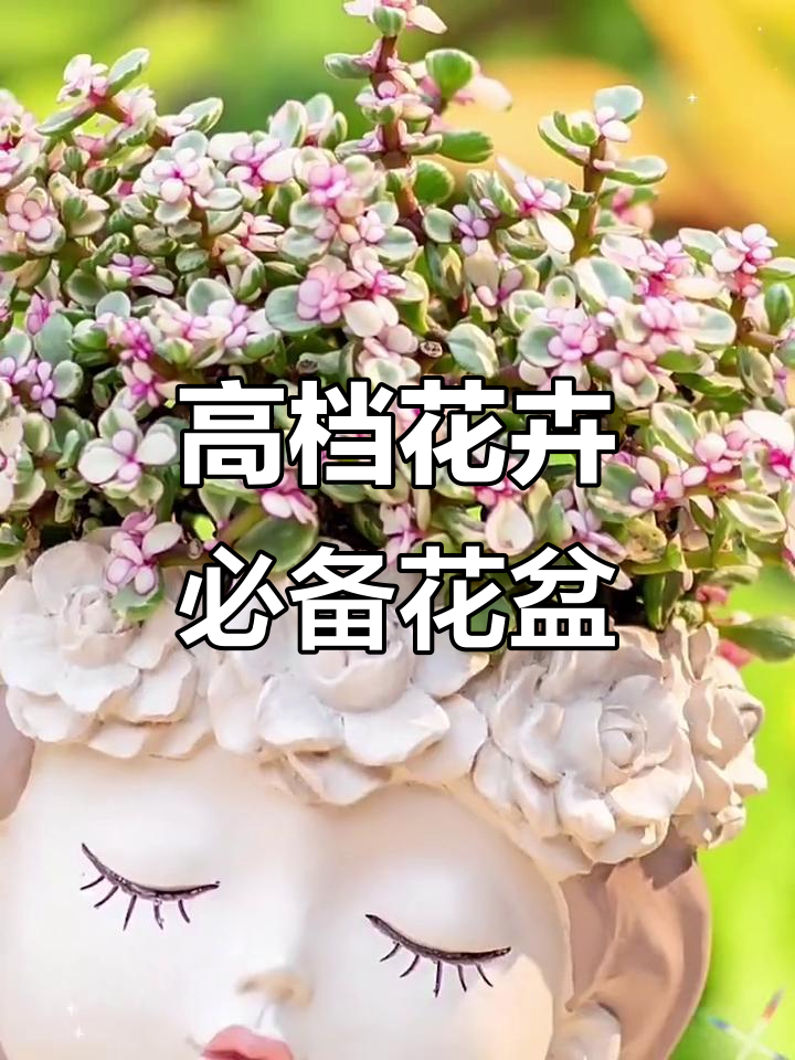 仙女花盆与多肉搭配,高端感满分!