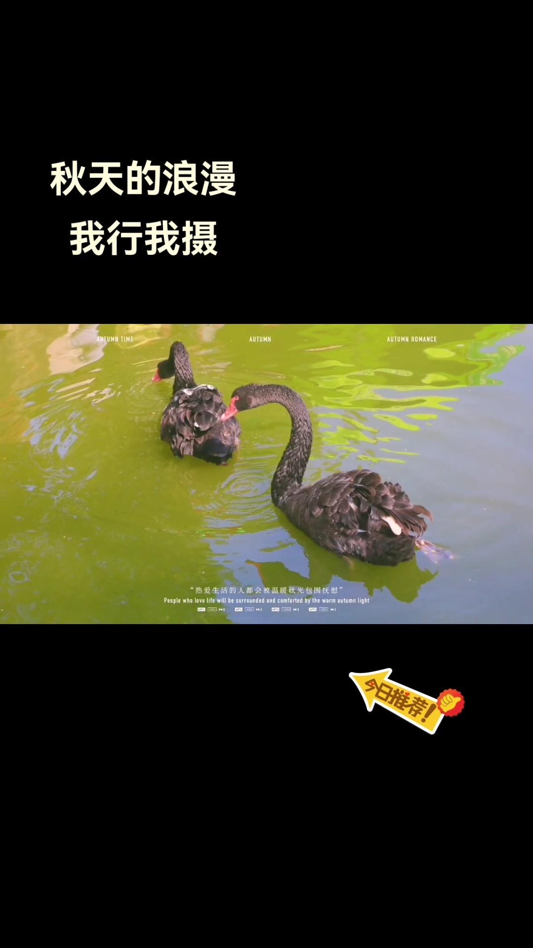 秋天的浪漫|我行我摄黑天鹅 黑天鹅 生活随拍记录美好瞬间 万物皆有灵性 每一个瞬间都值得被