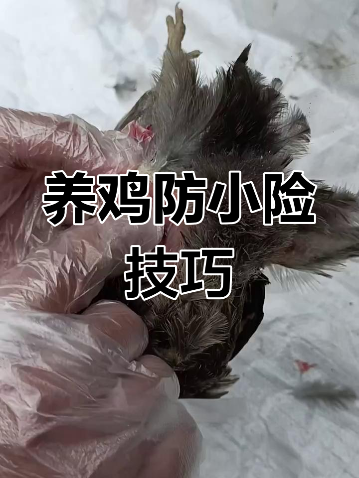 详细解剖教学:如何处理鸡翅膀脱臼与笑骨神经