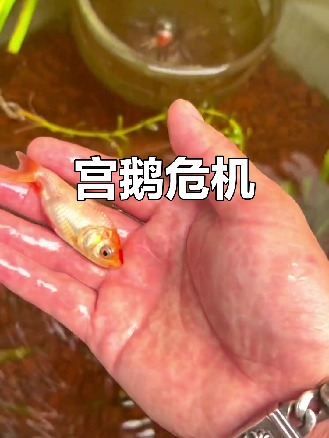 宫鹅状况堪忧,古法养鱼面临挑战