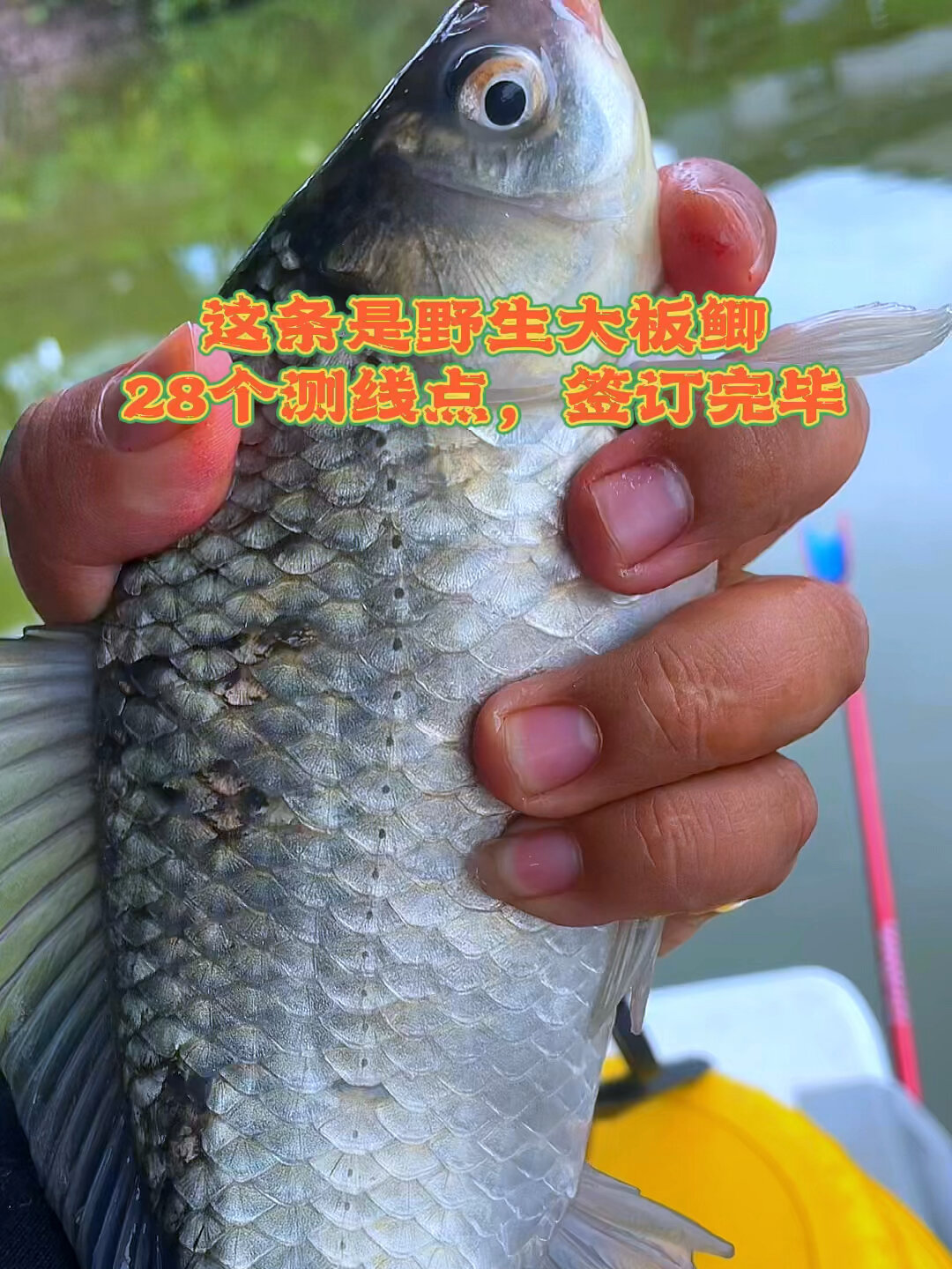 如何辨别大野生鲫鱼