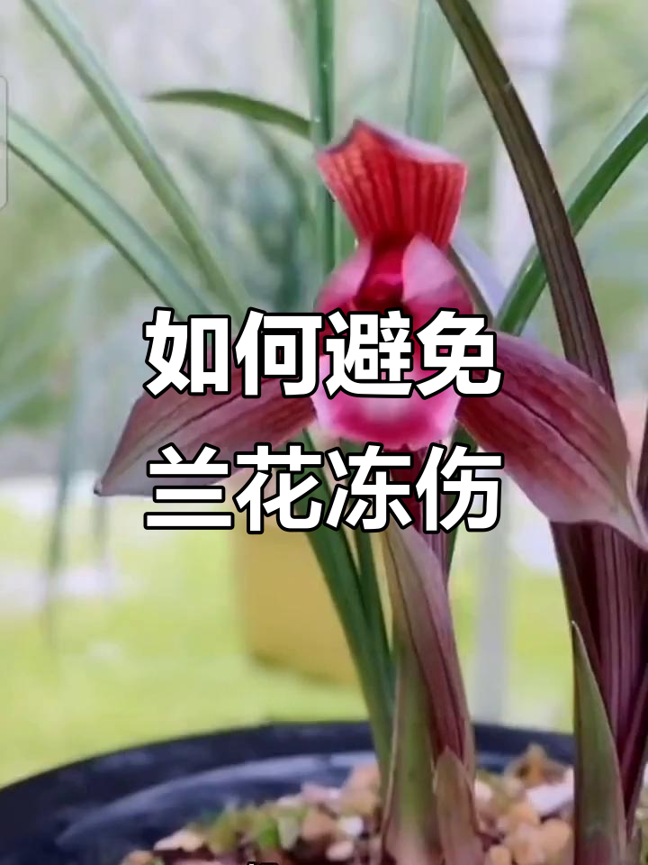 冬季兰花冻害如何应对?症状与处理技巧全解析