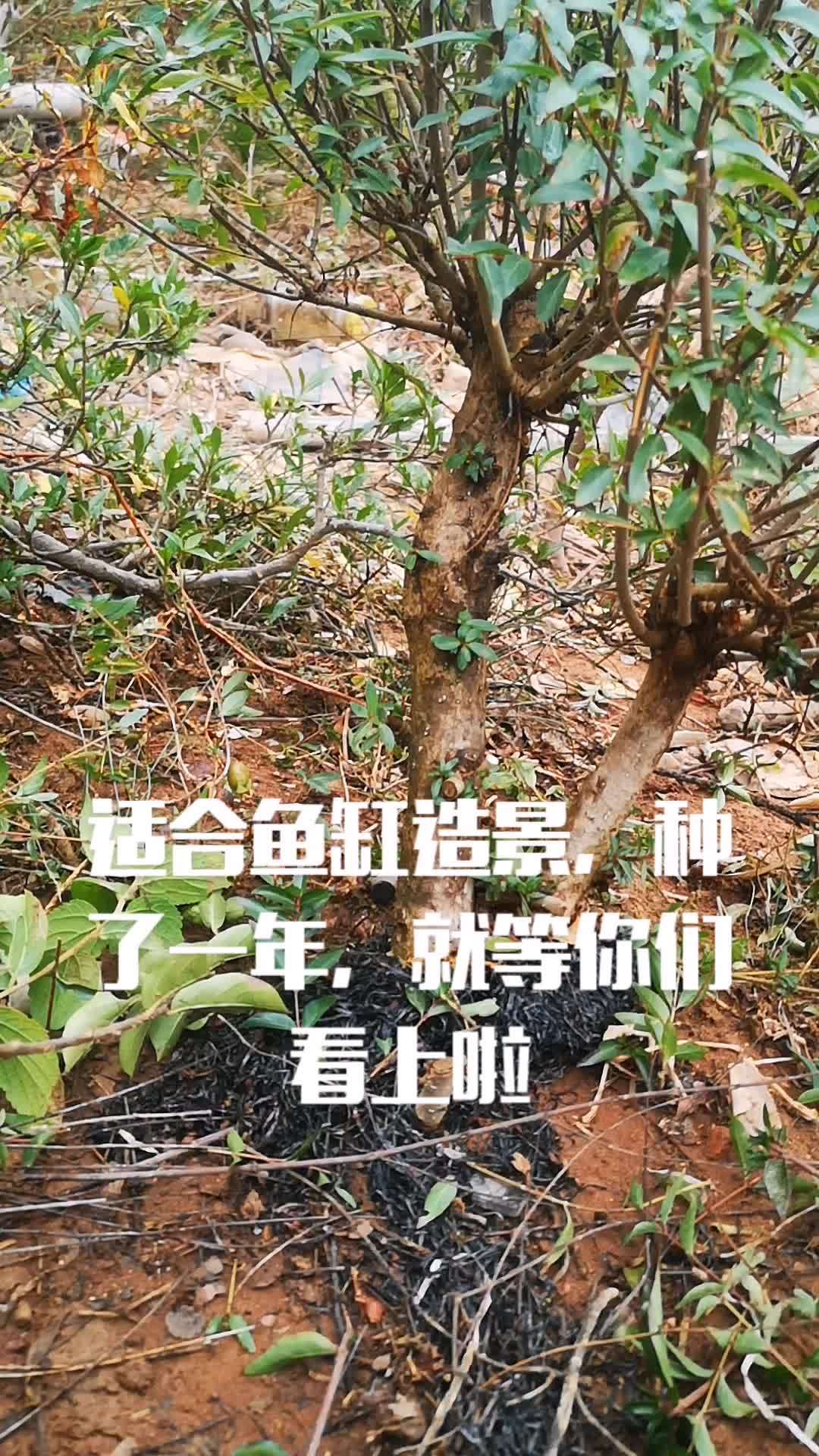 水杨梅鱼缸造景试过吗?盆景 盆栽 花卉绿植 植物 鱼缸造景
