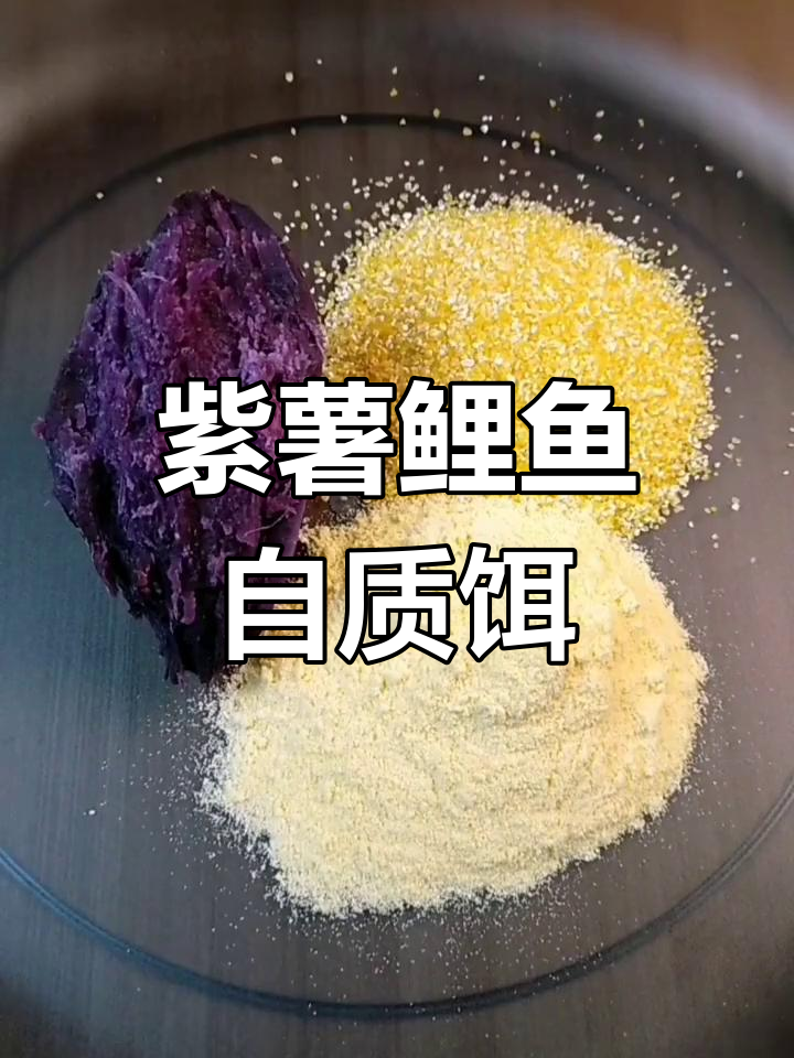 自制紫薯鲤鱼饵料,钓鲫草鱼必备!