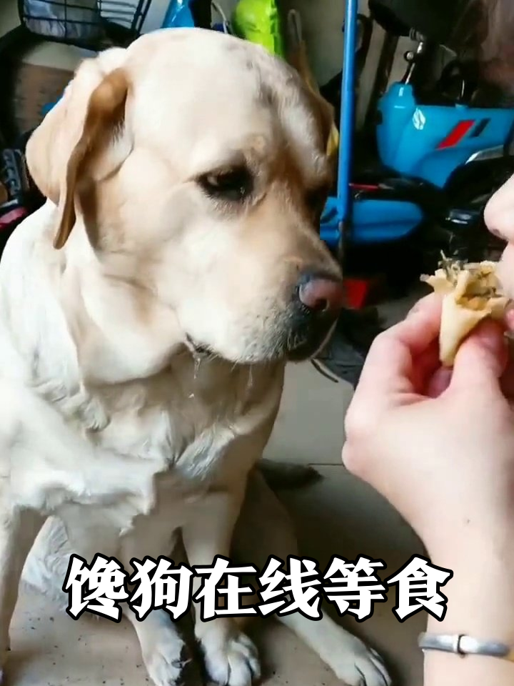 拉布拉多馋到流口水,主人自顾自吃点心,狗子急出表情包