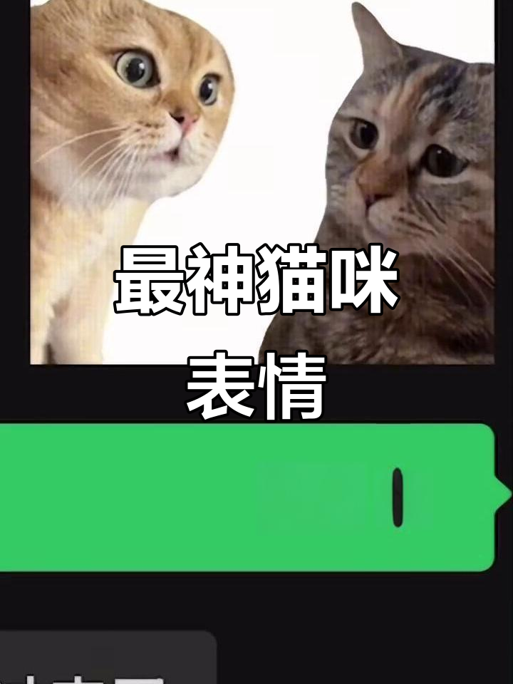 猫meme表情包大比拼，哪个才是最搞笑的？