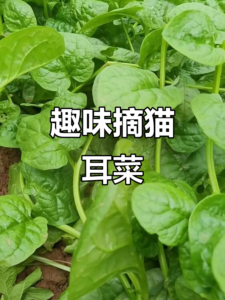 沉浸式摘猫耳菜,超有趣!