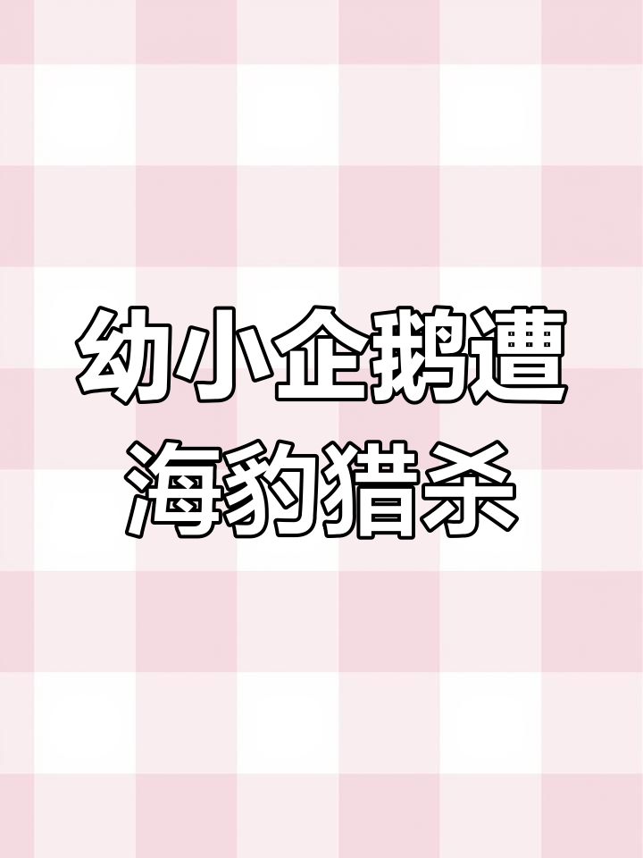小企鹅被海豹捕食,父母带食物回巢的惊险时刻