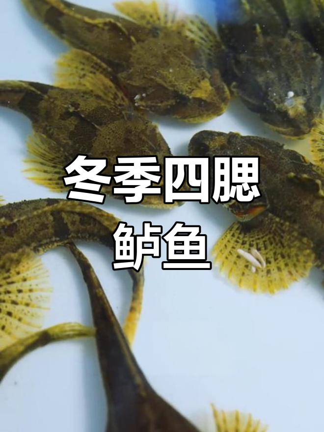 四鳃鲈鱼,松江冬日的美味传奇