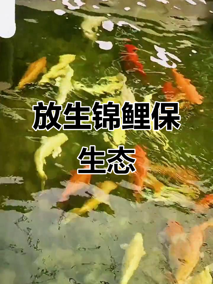 深圳盐田与佛山里水鱼苗场合作，放生锦鲤助力生态保护