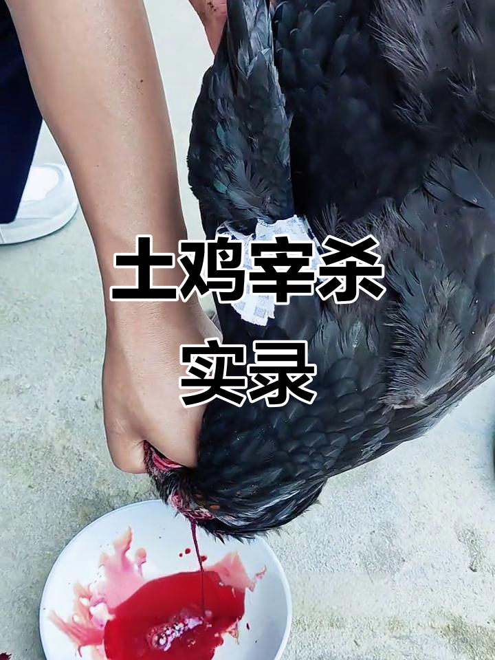 农村土鸡宰杀全过程，传统手法让人惊叹