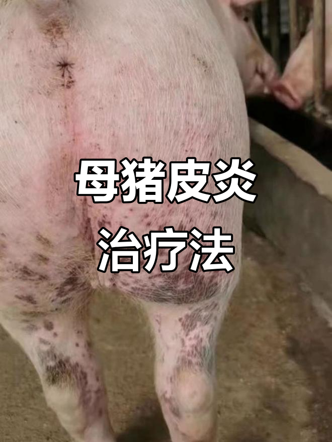母猪圆环病毒感染症状与治疗方案