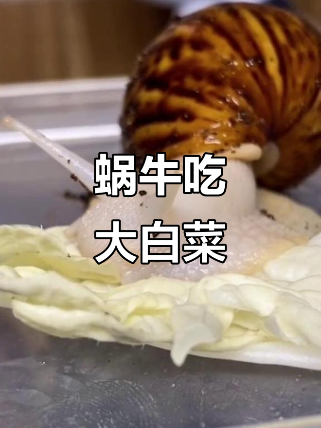 蜗牛吃大白菜,脆嫩美味流口水!