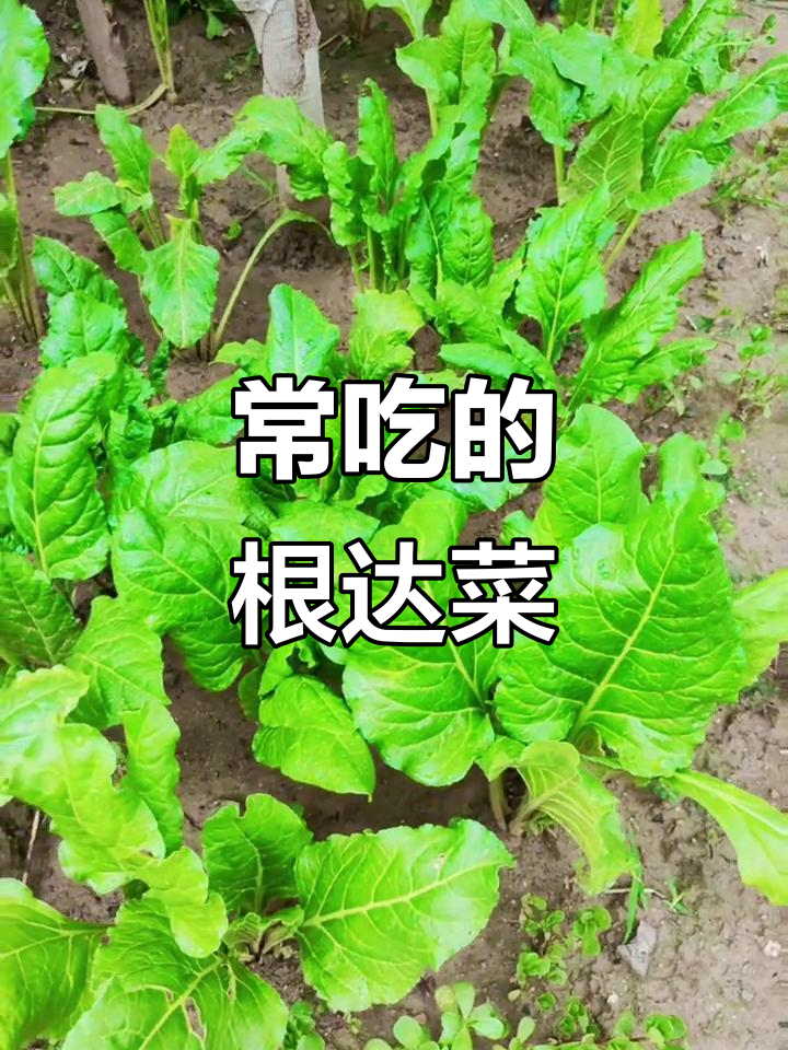 根达菜:四季常吃,凉拌脆嫩又清爽