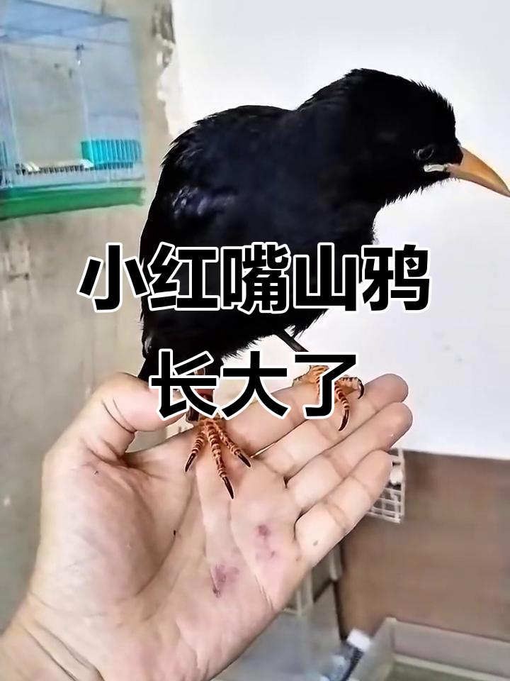 从小红嘴山鸦到成年,成长之路真快!