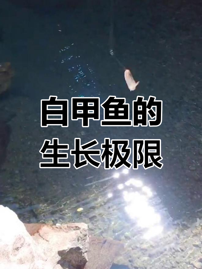 多鳞白甲鱼最大能长多大