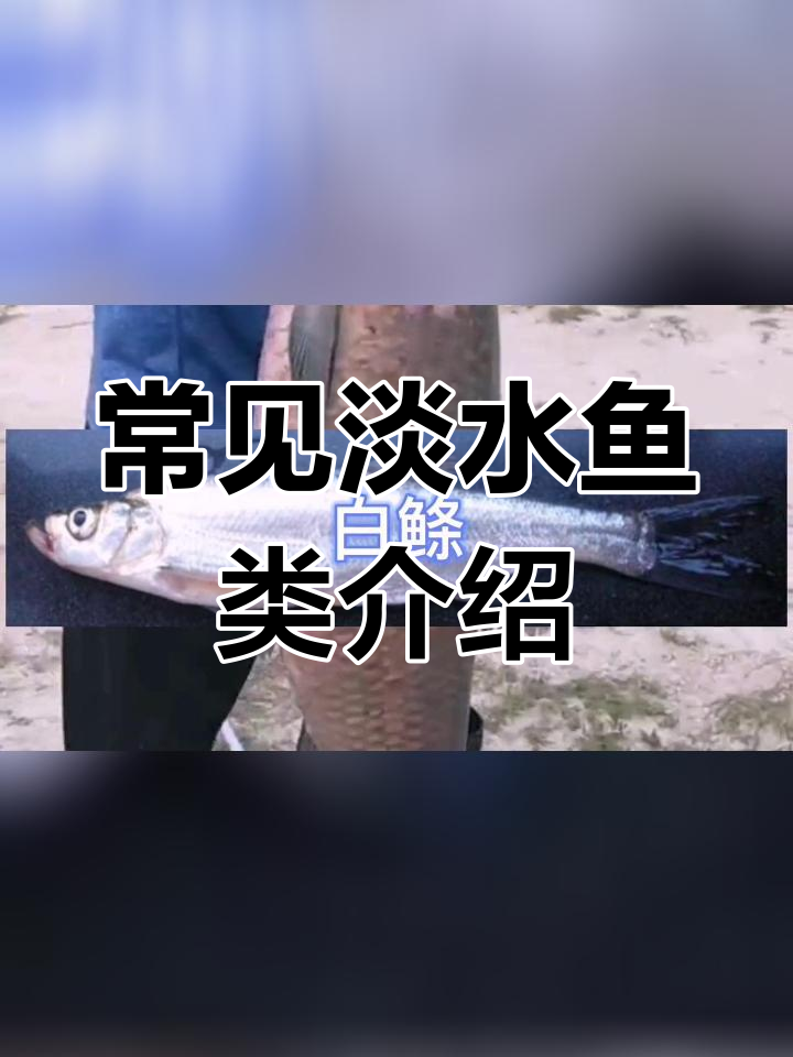 中国淡水鱼种类大揭秘,你了解几种?