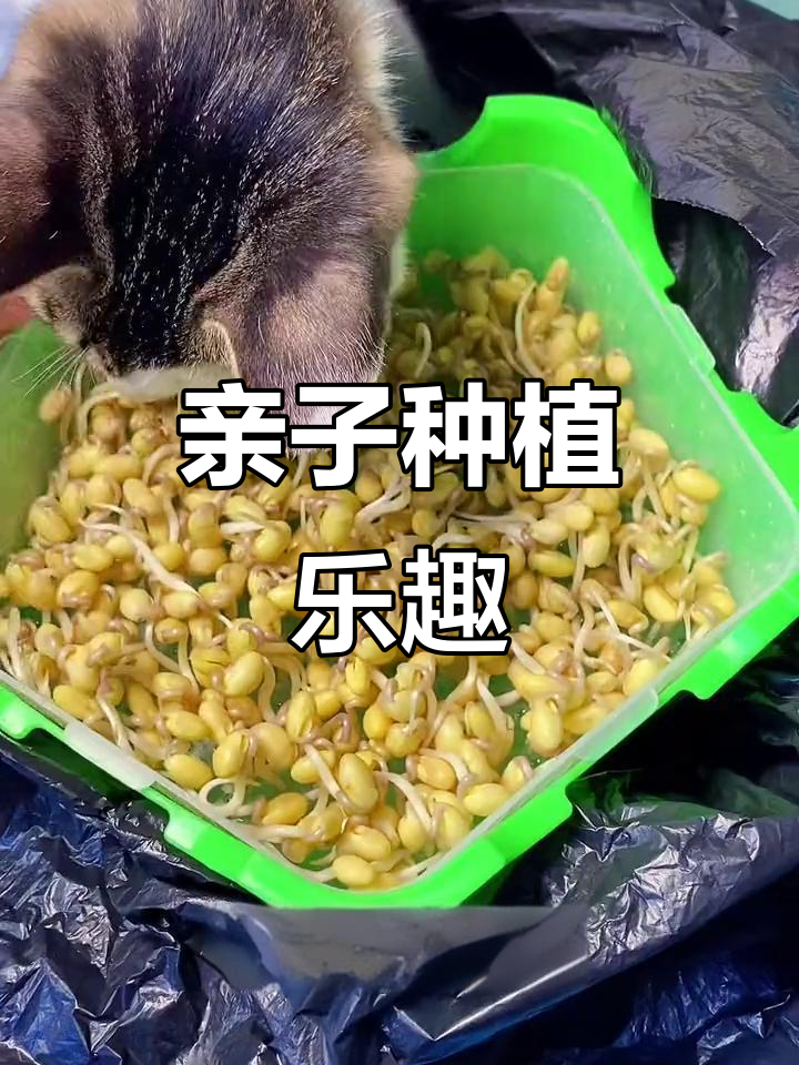 和孩子一起种豆芽,观察生长过程,培养动手与写作兴趣!