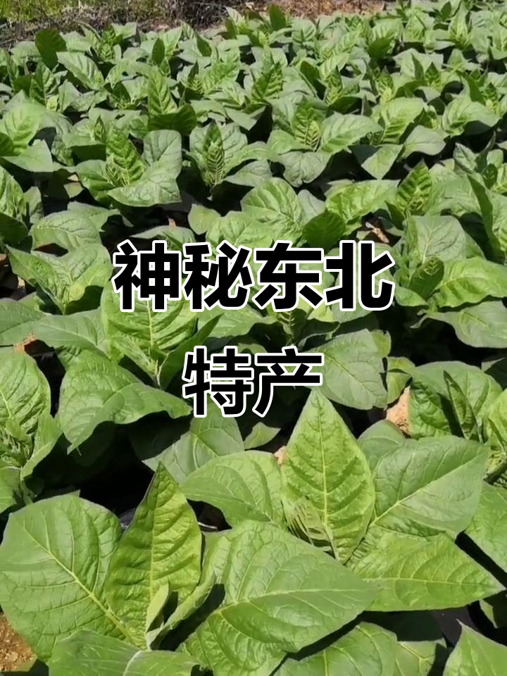 东北特产,见过的人不多吧?猜猜它是什么!