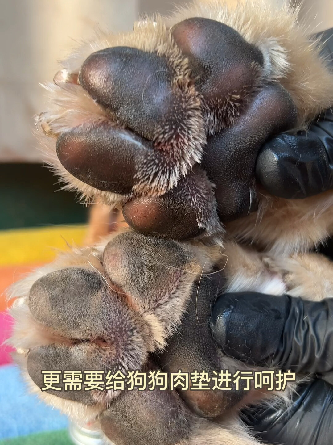 预防大于治疗,狗狗肉垫干燥千万别忽略!