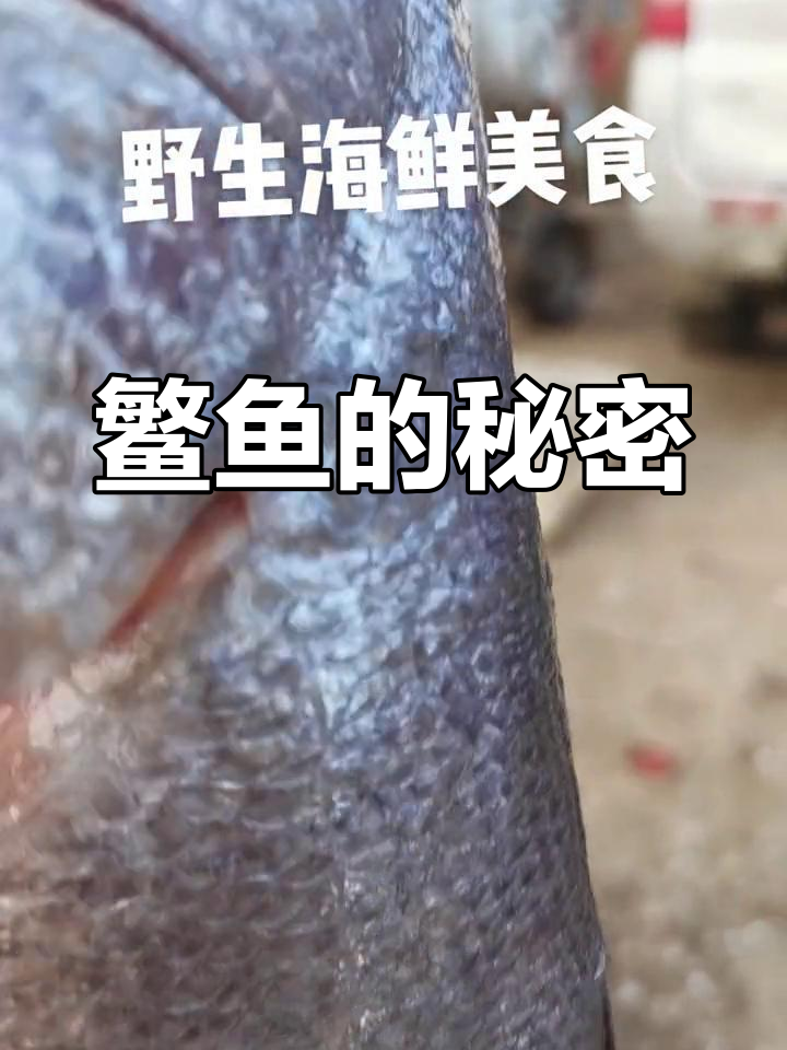 鳘鱼膘源自这种鱼类,认识一下!