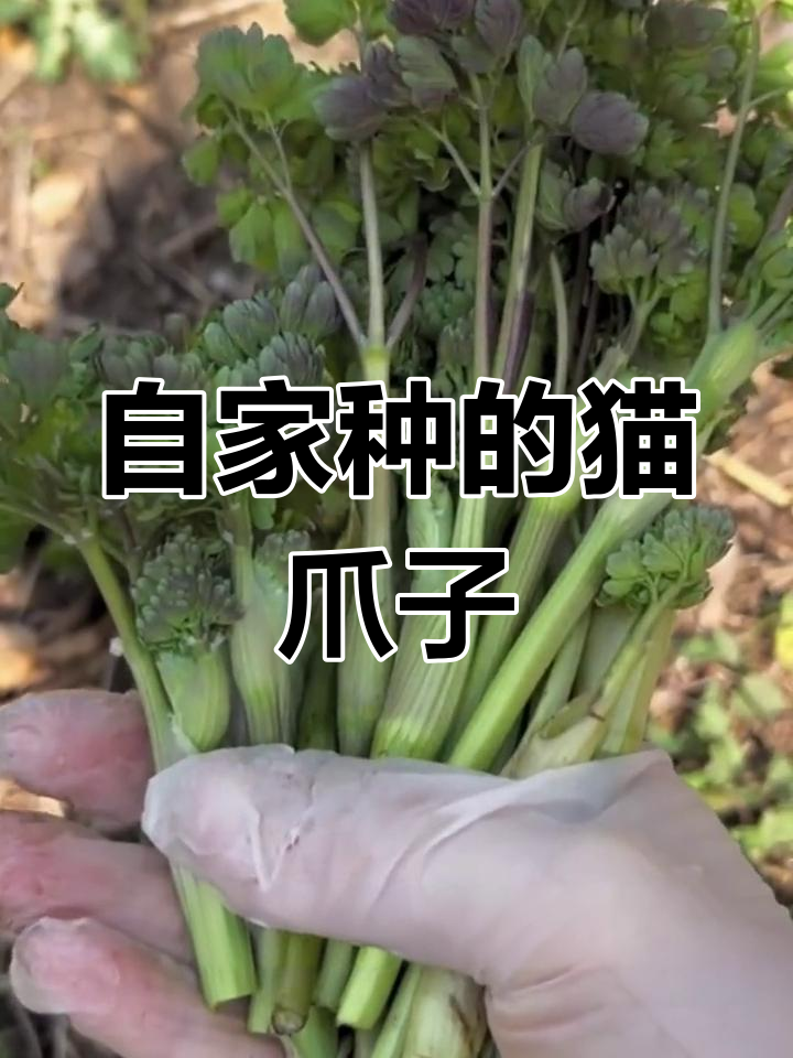东北山野菜猫爪子,鲜香无比,种上一茬多年收获