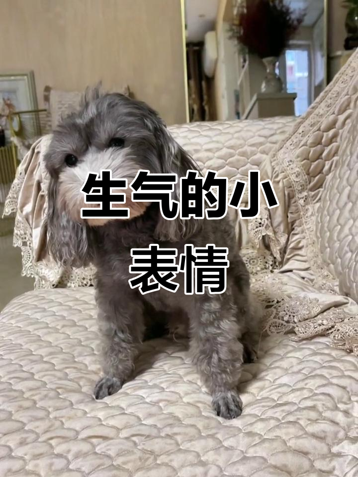 豆豆一听到没肉,生气得让人忍俊不禁,真是搞笑又可爱!