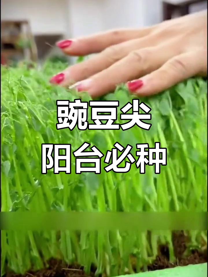 阳台种豌豆尖,轻松搞定火锅炒菜,懒人必备
