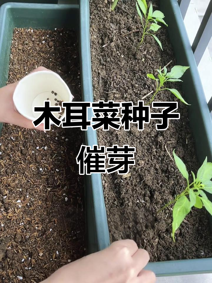 在家种木耳菜,种子催芽全攻略