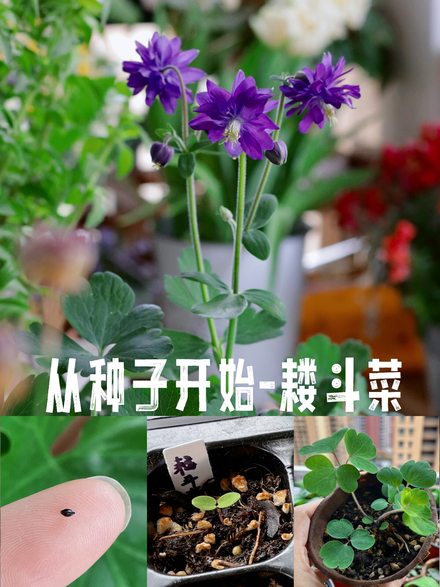 耧斗菜-你才是菜!