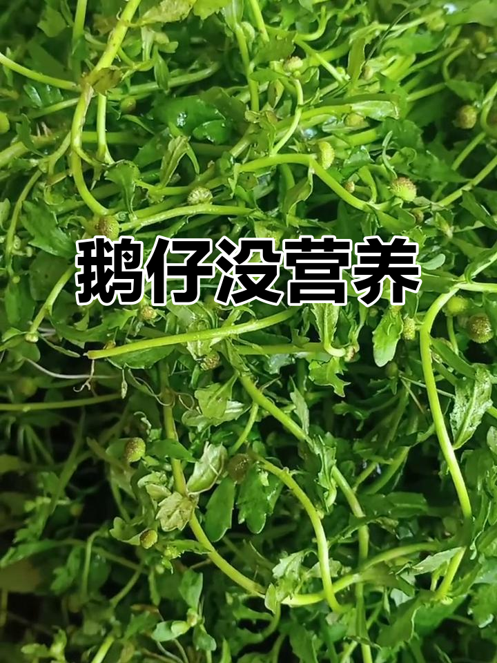 鹅仔不吃草,兄弟天涯也饿得慌