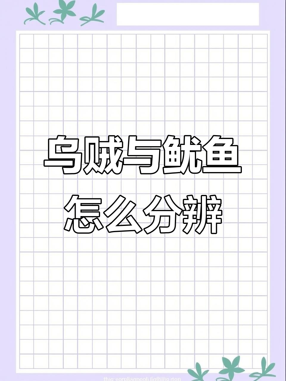 如何区分乌贼、鱿鱼和章鱼的独特特征