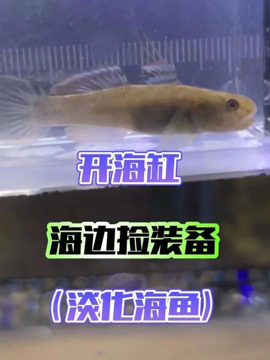 开海缸,海边捡装备,鱼虾蟹,样样都有,淡化一下海鱼看下能不能成功,大家有没有试过的,可以分