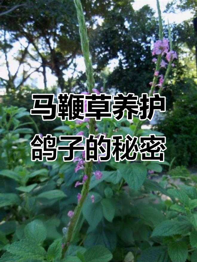 马鞭草的神奇作用,鸽子健康全靠它