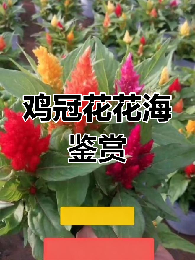 鸡冠花品种大赏:火红萨日朗与花香四溢的美丽邂逅
