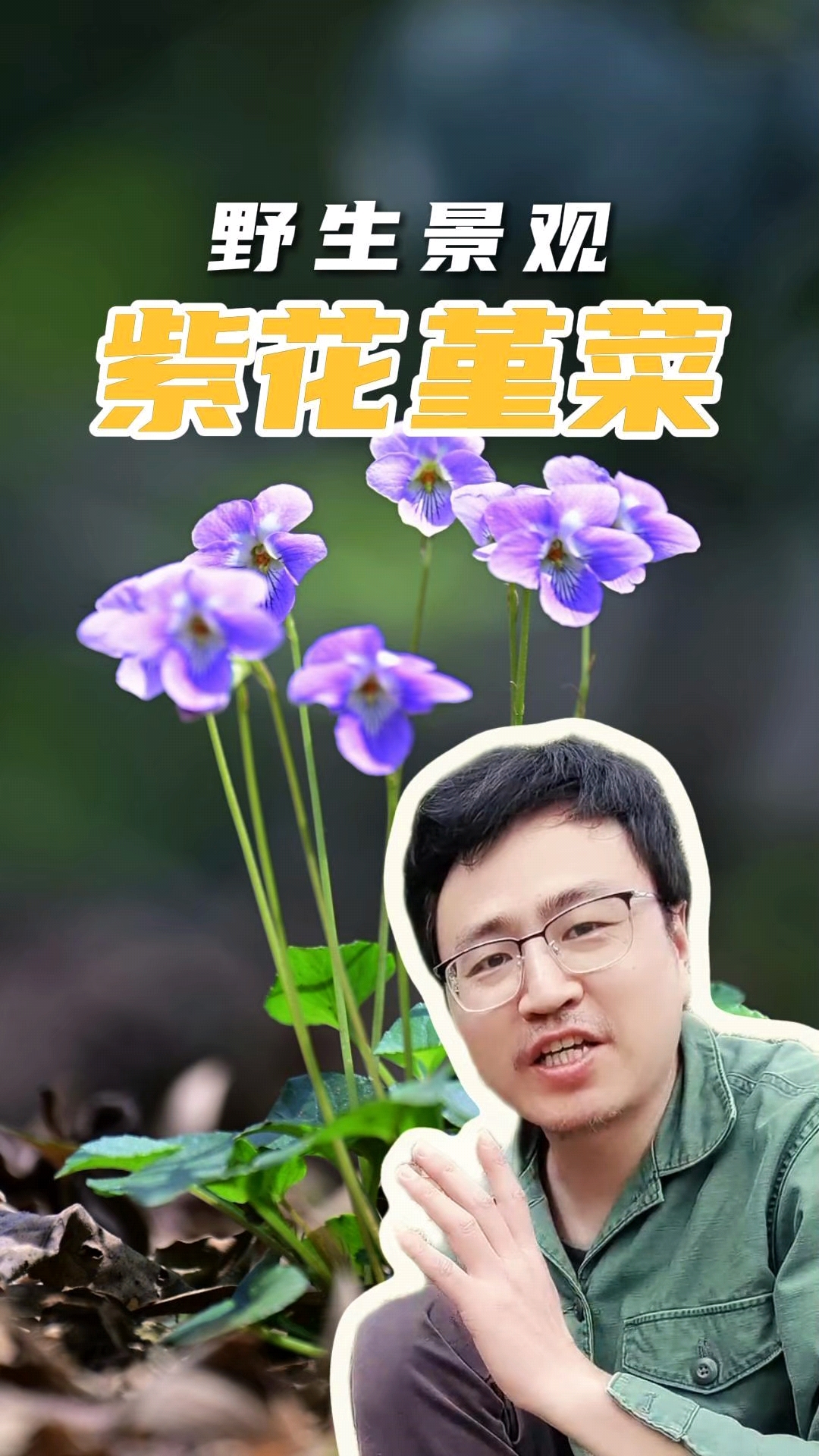 春天最美的堇菜开花了