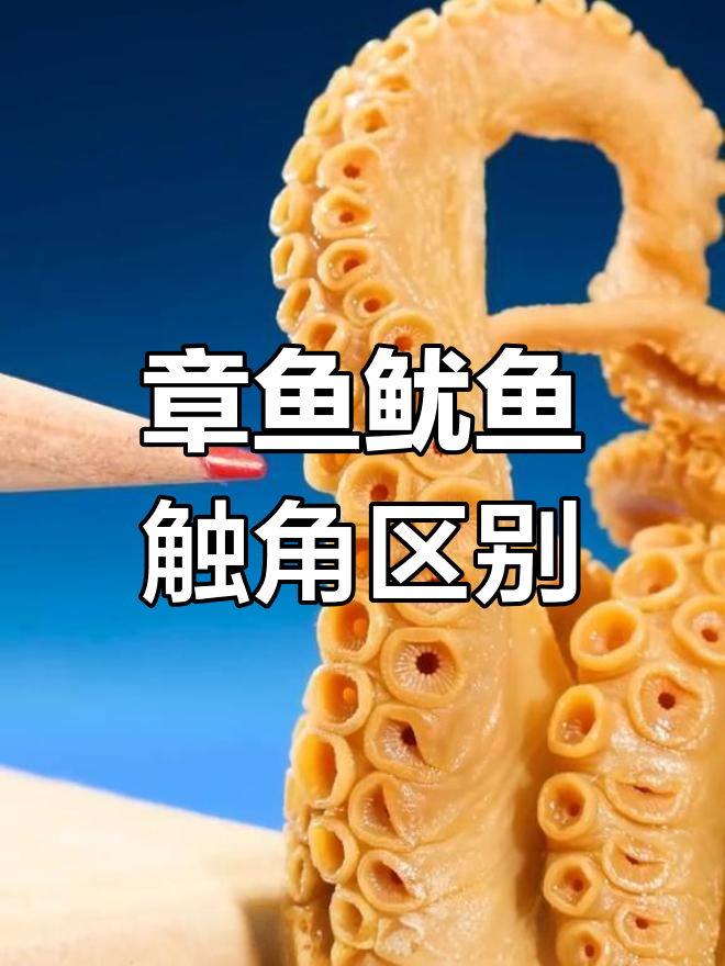 章鱼和鱿鱼的触角差异大揭秘,吸盘结构竟然不同!