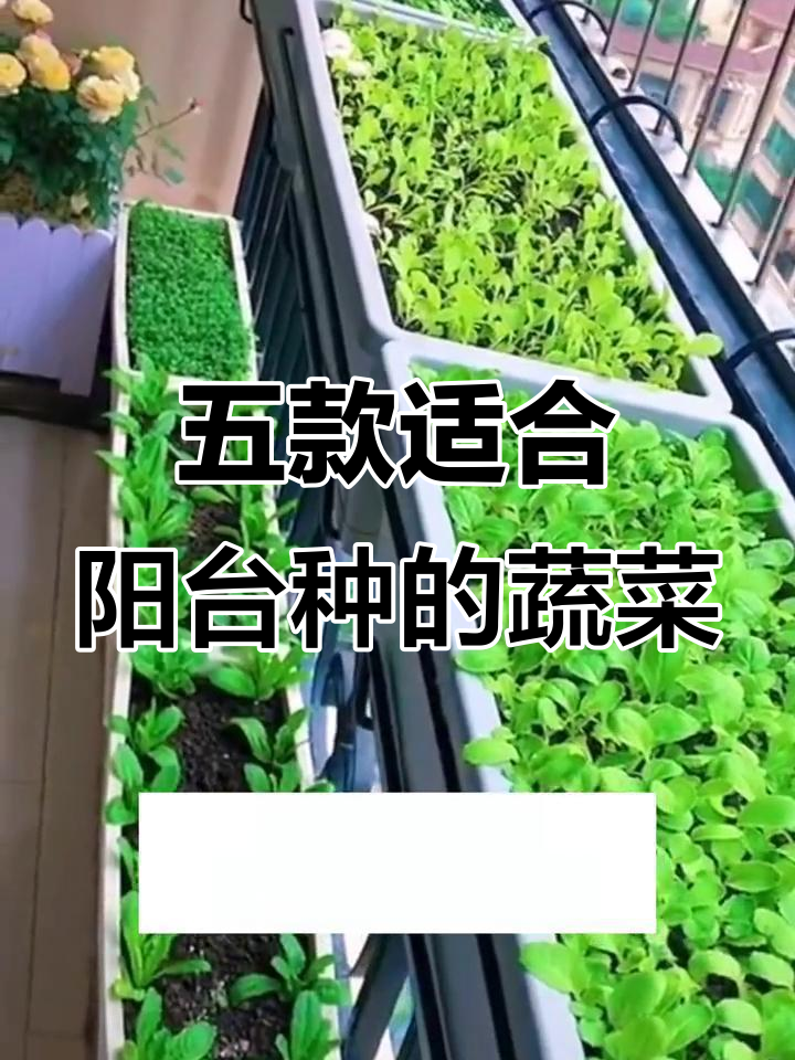 阳台种菜全攻略:五种最适合的蔬菜,轻松搞定小菜园